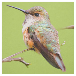 Tecido Rufous Hummingbird Sentado no Lilac da Califórnia