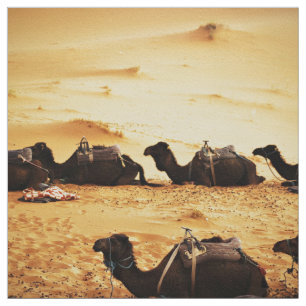 Tecido Sahara temático, formação dos camelos na areia