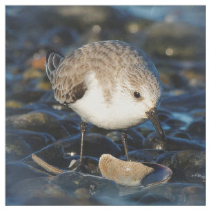 Tecido Sanderling Cute Sandpiper Shorebird Dines em Clam