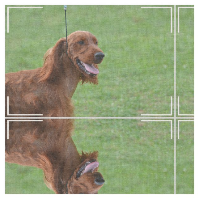 Tecido Setter irlandês bonito (Detalhe)