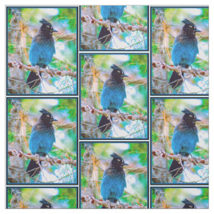 Tecido Steller's Jay - Fotografia original