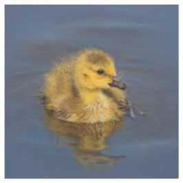 Tecido Tiny Swimmer: Canadá Gosling