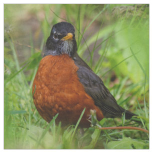 Tecido Um Robin Americano curioso e esperançoso