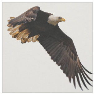 Tecido Uma águia americana toma ao céu