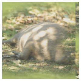 Tecido Uma bela Capybara Sonha no Sol de Verão