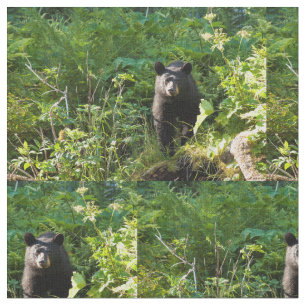 Tecido Urso Preto Curioso