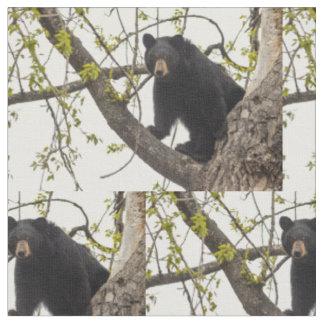 Tecido Urso preto de escalada