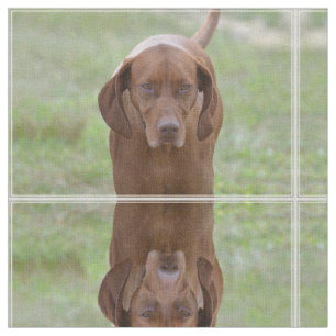 Tecido Vizsla adorável