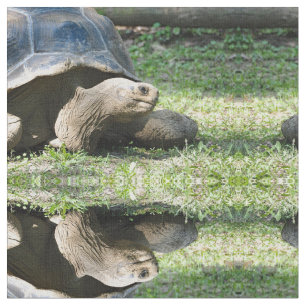 Tecido Wildlife Tortoise Photo