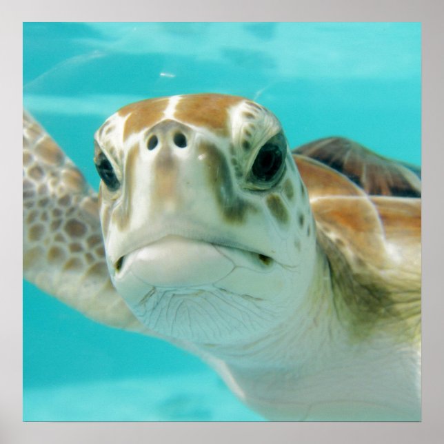 Tela de Impressão do Faux do Relógio Turtle Round (Frente)