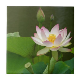 Telha da flor de Lotus