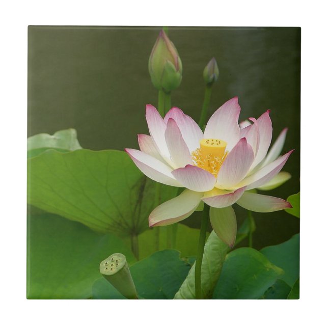 Telha da flor de Lotus (Frente)