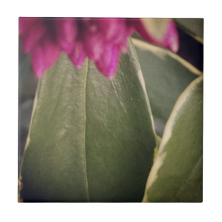 Telha Daphne da flora