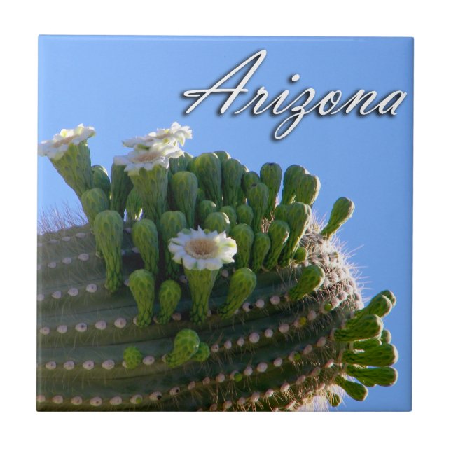 Telha, Foto de Cacto Saguaro do Arizona (Frente)