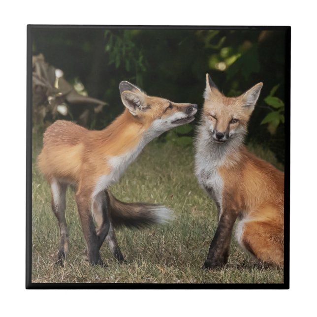 Tem um Minto? (Frente)