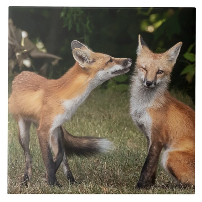 Tem Uma Casa? (Frente)