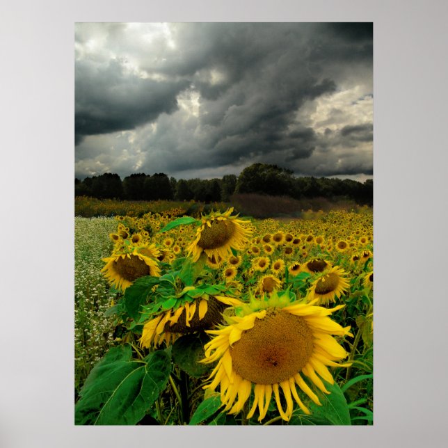 Tempestade de agosto, poster (Frente)