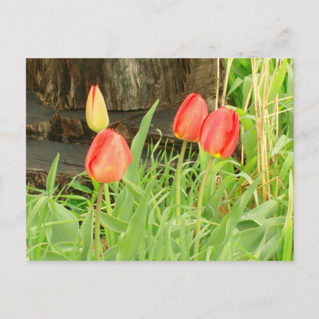 Tempo de Primavera 2 Cartão Postal (Frente)