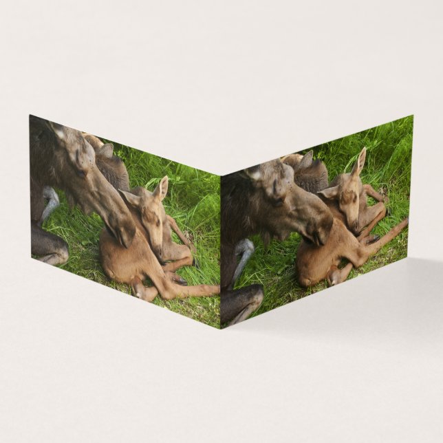 Tender Madre Moose (Exterior)