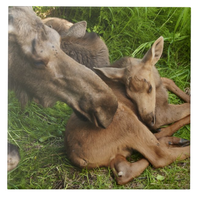 Tender Madre Moose (Frente)