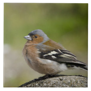 Tentilhão-macho (SÉLVAGEM: Fringilla coelebs)