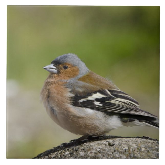 Tentilhão-macho (SÉLVAGEM: Fringilla coelebs) (Frente)