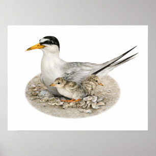 Tern Mínimo com Pintinhos e Poster de Ovo