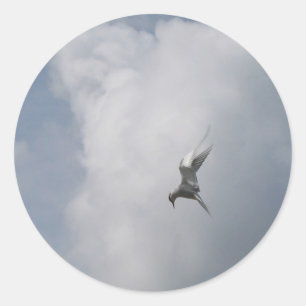 Tern nos adesivos do céu