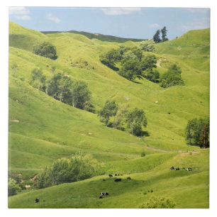 Terra agrícola perto de Gisborne, Nova Zelândia