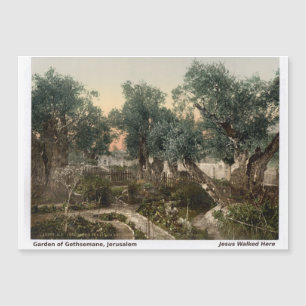 Terra Santa Magneta: Jardim do Gethesmane