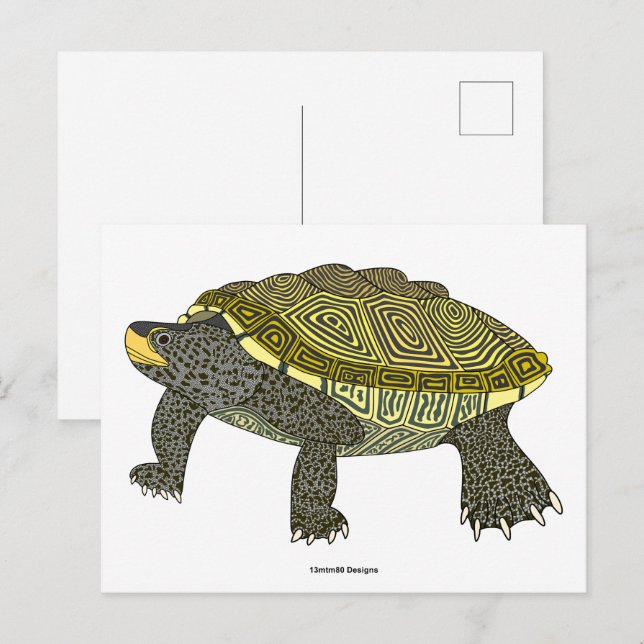 Terrapin (branco) - Cartão postal (Frente/Verso)