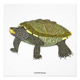 Terrapin (branco) - Impressão fotográfica