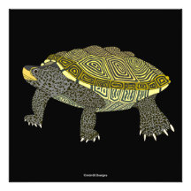Terrapin (preto) - Impressão de Foto