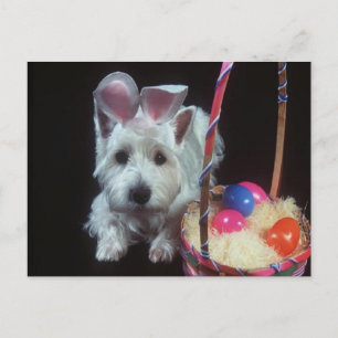 Terrier Bunny - Cartão postal