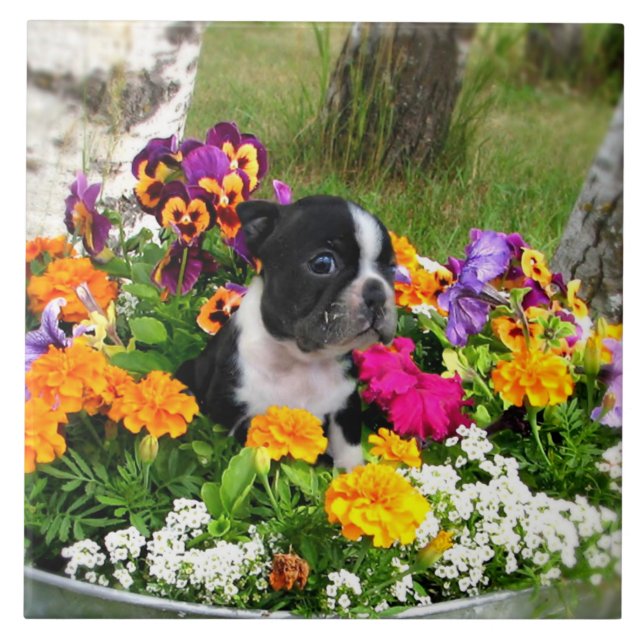 Terrier de Boston (Frente)