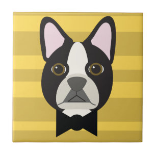 Terrier de Boston