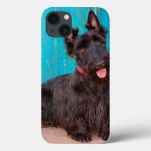 Terrier Escocês sentado ao lado de uma porta color