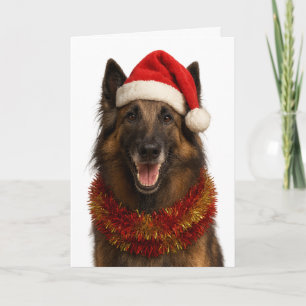 Tervuren com chapéu de Papai Noel cartão de Natal