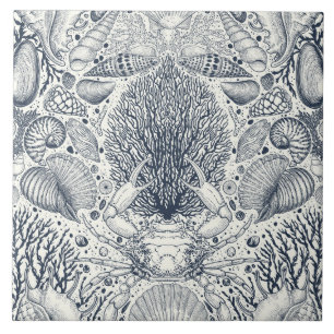 Tesouros de praia, conchas marinhas, caranguejo, c