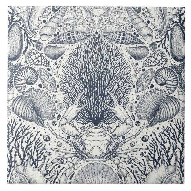 Tesouros de praia, conchas marinhas, caranguejo, c (Frente)