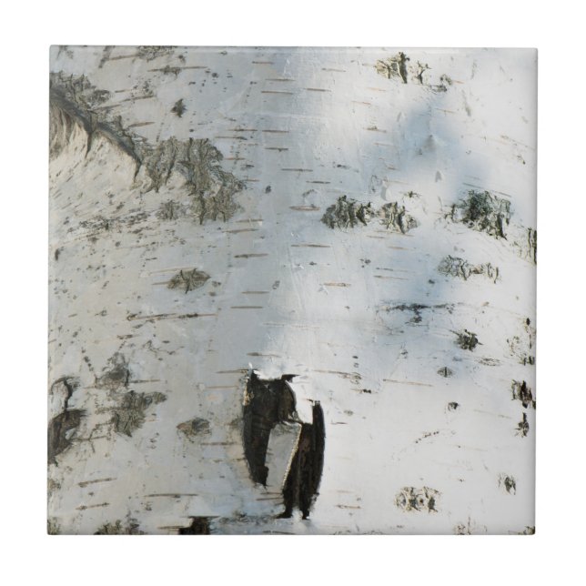 Teste padrão do latido de vidoeiro (Frente)