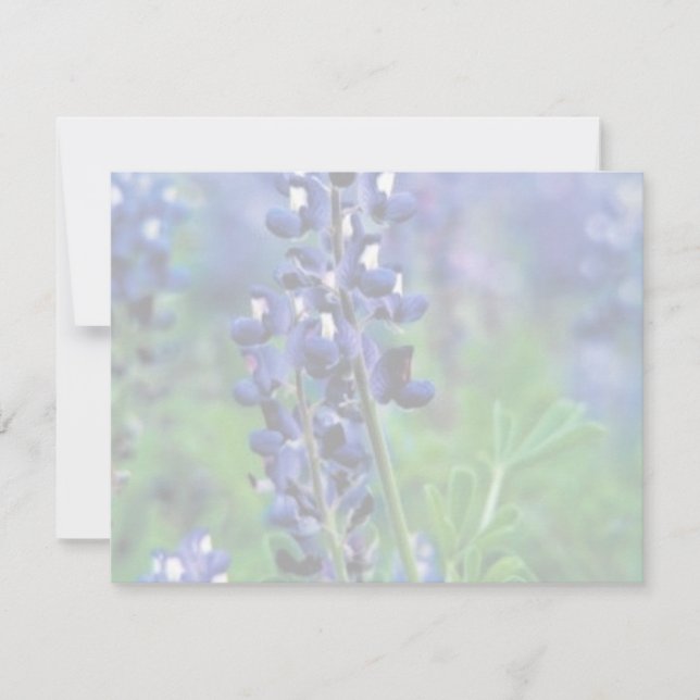 Texas Bluebonnet (Frente)