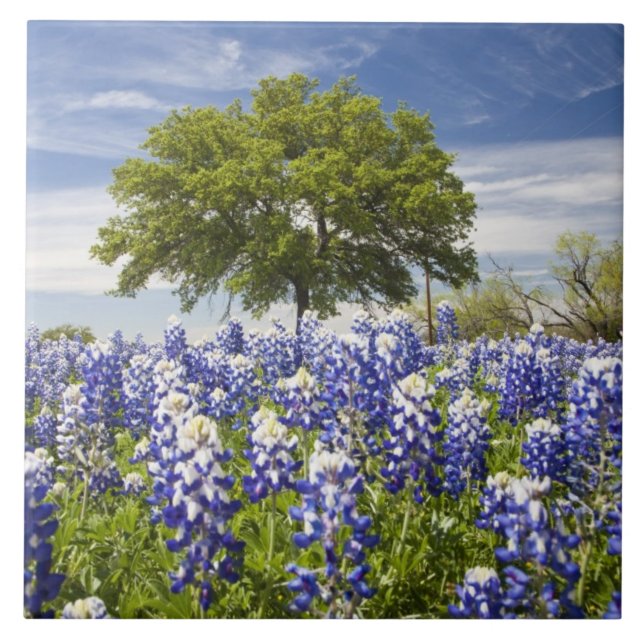 Texas bluebonnets(lupinus texensis) e carvalho (Frente)