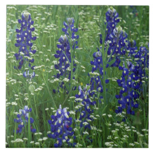 Texas, Lago Buchanan. Texas Bluebonnet e Selvagem