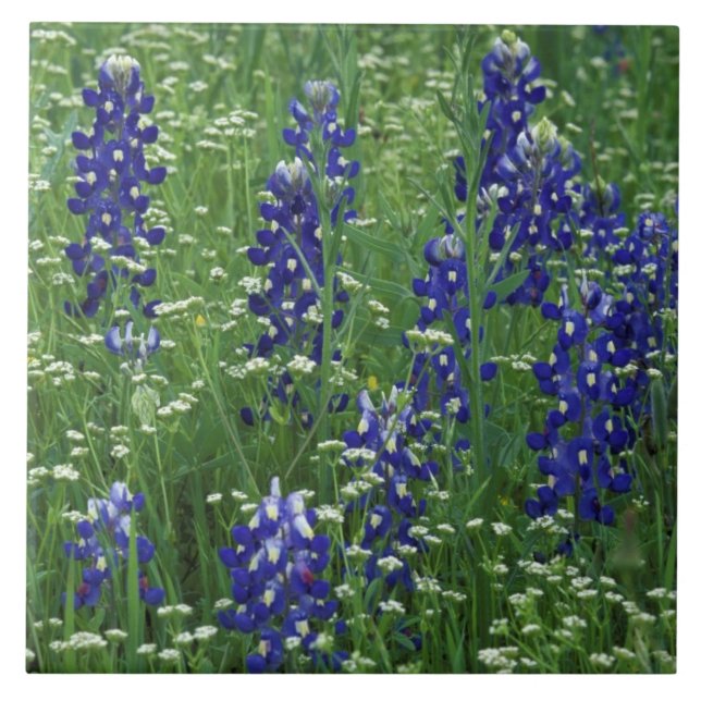 Texas, Lago Buchanan. Texas Bluebonnet e Selvagem (Frente)