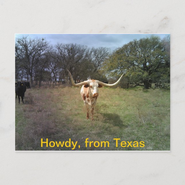 Texas Longhorn - Cartão postal (Frente)
