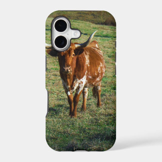Texas Longhorn Cattle Cattle Photo Rustic