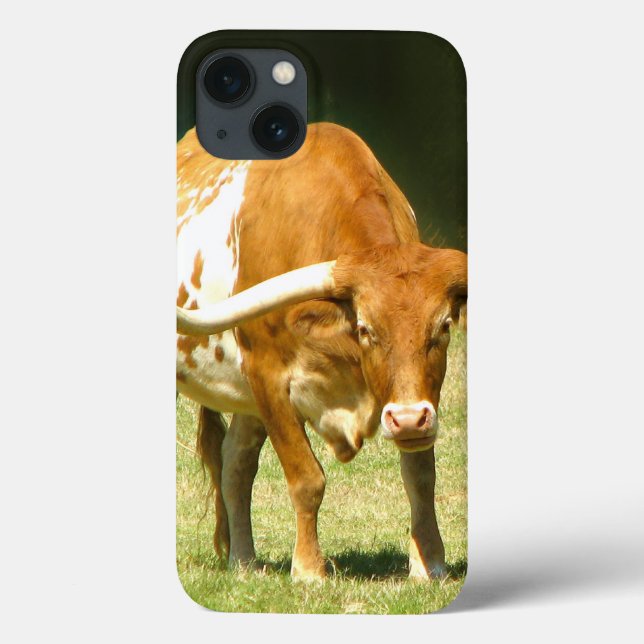 Texas Longhorn Cow (Verso)