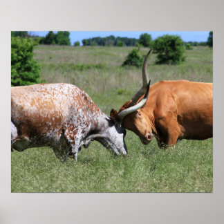Texas Longhorn Cow Fight Poster