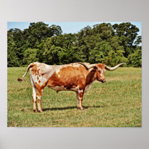 Texas Longhorn Cow Photographics Impressão